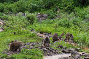 マニャラ国立公園にはバブーンが多いです