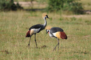 ウガンダの国鳥カンムリズルも見られます