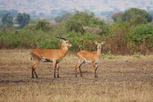 ウガンダ固有のウガンダコーブ