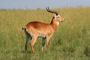 ウガンダ固有のウガンダ・コーブ