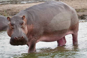水場はたくさんのカバを見られます