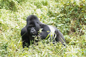 たくましいシルバーバック