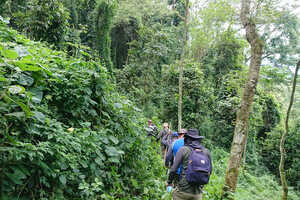 トレッキングでゴリラを追います