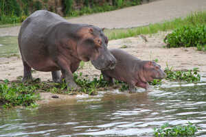 マーチソン滝まではボートサファリでゾウやカバ、バッファローなどを観察