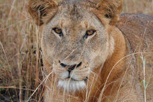 もちろんライオンなど肉食獣も生息しています