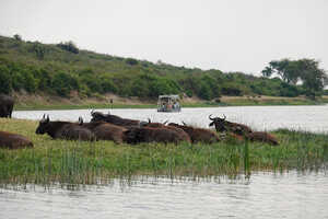 水辺にたたずむバッファロー
