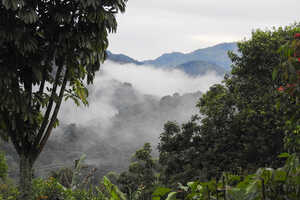 静かで自然豊かな森