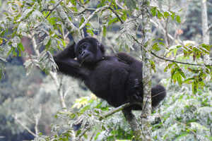 食事を終えた？ゴリラ