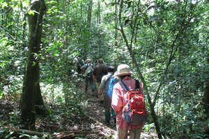 森を歩きチンパンジーを探します