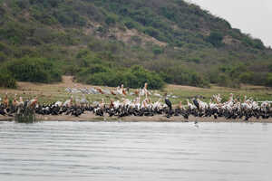 ボートサファリではバードウォッチングも楽しみ