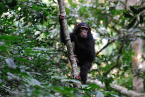 チンパンジーをはじめ13種類の霊長類が生息しています