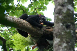 お食事中のチンパンジー