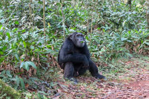 のんびりと佇む？チンパンジー