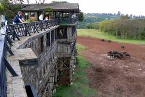 ツリー・トップスの画像の画像3