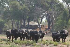 リンヤンティ・ブッシュ・キャンプの画像の画像7