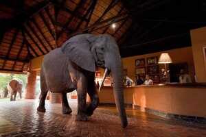 ムフウェ・ロッジの画像の画像5