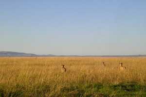 マサイ・マラ国立保護区の画像6