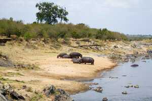 マサイ・マラ国立保護区の画像16