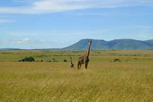 マサイ・マラ国立保護区の画像4