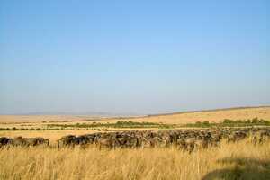 マサイ・マラ国立保護区の画像8