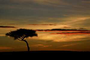 マサイ・マラ国立保護区の画像18