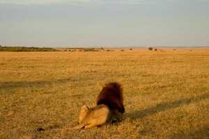 マサイ・マラ国立保護区の画像5