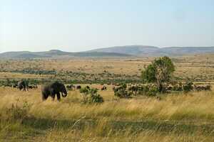 マサイ・マラ国立保護区の画像9