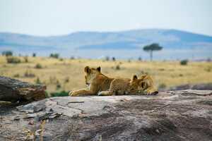 マサイ・マラ国立保護区の画像13