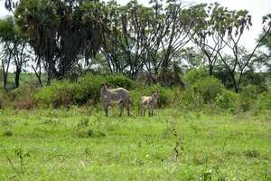 サンブル国立保護区の画像5