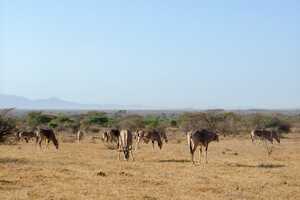 サンブル国立保護区の画像7