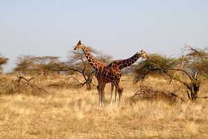 サンブル国立保護区の画像6