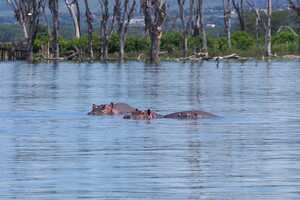 比較的近くまでボートで接近して見られるカバ