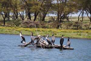 倒木に止まって羽を休める鵜