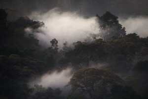 カカメガ森林国立保護区の画像