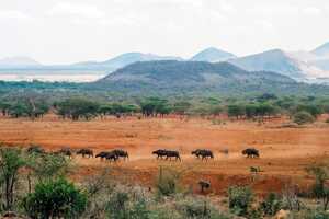 ツァボ・ウェスト国立公園の画像6