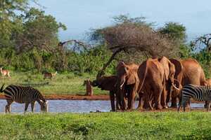 ツァボ・ウェスト国立公園の画像5