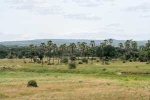 タランギレ国立公園の画像4
