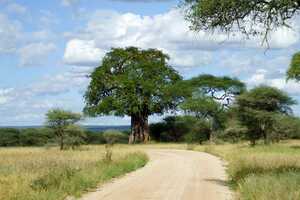 タランギレ国立公園の画像2