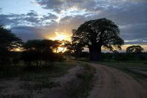 タランギレ国立公園の画像5