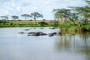 セレンゲティ国立公園の画像8
