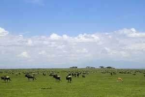 セレンゲティ国立公園の画像2