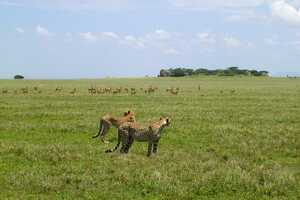 セレンゲティ国立公園の画像5
