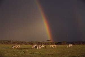 セレンゲティ国立公園の画像7