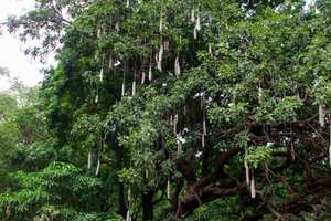 マニャラ湖国立公園の画像4