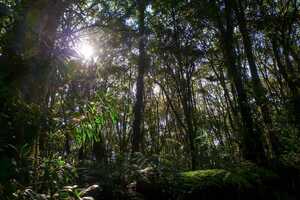 キリマンジャロの画像3