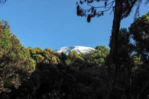 キリマンジャロの画像4