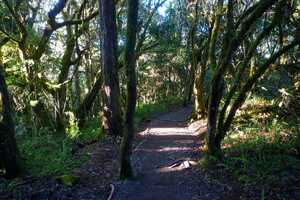 キリマンジャロの画像5