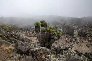 キリマンジャロの画像12