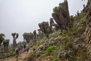 キリマンジャロの画像11