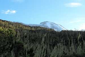 キリマンジャロの画像7